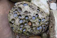85-interesting_rock-Kenny_missed_out_on_great_tide_pool-tramitized_by_sea_lion_'attack'