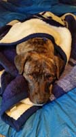 86-Rainier_getting_warm_in_blanket-cold_since_spilled_water_in_cage-good_Mommy_came_back