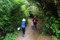03-stroll_through_a_forest-some_mosquitoes-keep_moving_to_be_fine