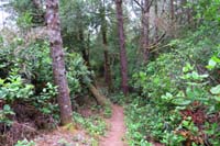 13-pretty_forest_scenery