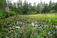 38-pond_with_lots_of_vegetation