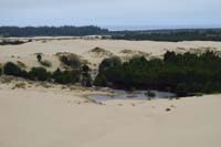 44-tree_island_with_a_pond-very_interesting