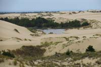45-another_tree_island_and_pond