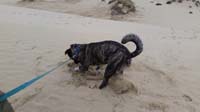 47-Rainier_having_lots_of_fun_digging_in_the_sand_for_nothing
