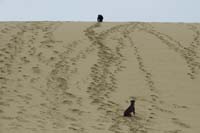 52-Kenny_tried_to_run_up,but_ran_out_of_steam_so_crawls,Rainier_ran_up