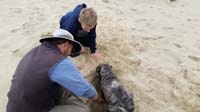 56-Daddy_and_Rainier_digging_a_hole_in_the_sand_together