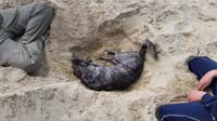 57-Rainier_found_a_place_to_rest-in_the_hole