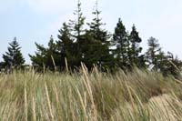 58-dune_grass_and_tree_island