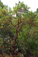 61-quite_surprised_to_find_manzanita_on_the_coast-quite_a_lot_in_areas_around_Las_Vegas