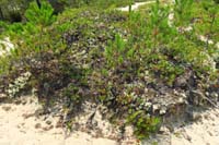 64-very_interesting_small_tree_island_with_lots_of_small_growth