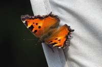 33-California_Tortoise_Shell_Butterfy_on_our_camper