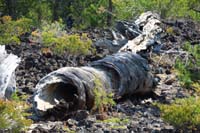037-very_interesting_twisted_hallowed_out_tree_trunk