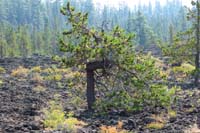 048-twisted_tree