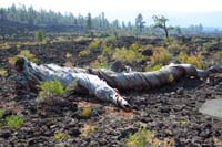 051-fallen_old_twisted_tree