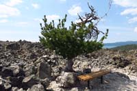 073-surprised_to_find_a_pine_tree_in_the_middle_of_nowhere_on_the_flow