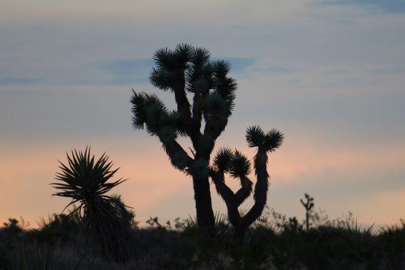 10-joshua_tree_at_sunset