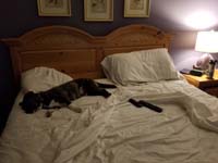 04-Rainier_takes_over_the_Daddy's_spot_on_the_bed