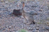 09-jackrabbit-finally_one_that_actually_stands_still_long_enough_for_picture,blurry_since_far_away