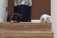 14-Rainier_and_Brinkley_patiently_waiting_at_the_top_of_the_steps