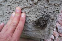 31-interesting_large_moth_on_side_of_our_house_in_backyard