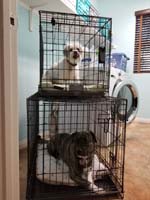 32-dogs_in_their_boxes,Rainier_does_not_like_the_box-only_when_bad_and_alone_in_house
