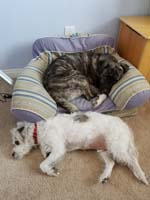 33-Rainier_and_Brinkley_napping-Rainier_loves_Kenny's_old_chair,dogsitting_Brinkley