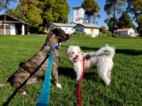 35-cute_picture_of_dogs_on_leash_at_Tule_Springs