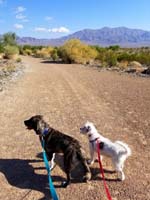 37-cute_picture_of_dogs_on_leash_at_Tule_Springs