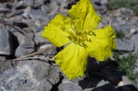 13-Howard's_Evening_Primrose-flower