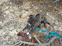 22-dog_is_tired_too,but_happy_to_be_with_family_and_trying_to_eat_treat_with_booties