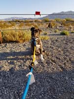 10-Mommy_shows_off_creative_use_of_bungee_cords_from_SUV_as_a_leash_for_Rainer_since_forget_real_one