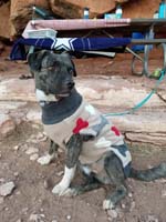 57-Rainer_is_so_cute_wearing_his_doggie_sweater-although_he_later_wiggles_out