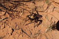 79-male_tarantula_looking_for_a_mate-mating_season