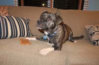 04-Happy_Birthday_Rainier-he_really_likes_his_doggy_treat