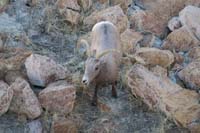 031-bighorn_sheep_grazing_below_the_spillway_where_the_lake_should_be,but_low_water_level