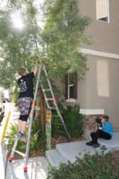 10-Mommy_puts_Christmas_lights_in_the_front_yard_tree