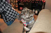 34-Rainier_is_happy_with_his_candy_cane_toy