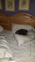 07-Rainier_is_pampered-he_likes_the_fluffy_pillows_on_our_bed