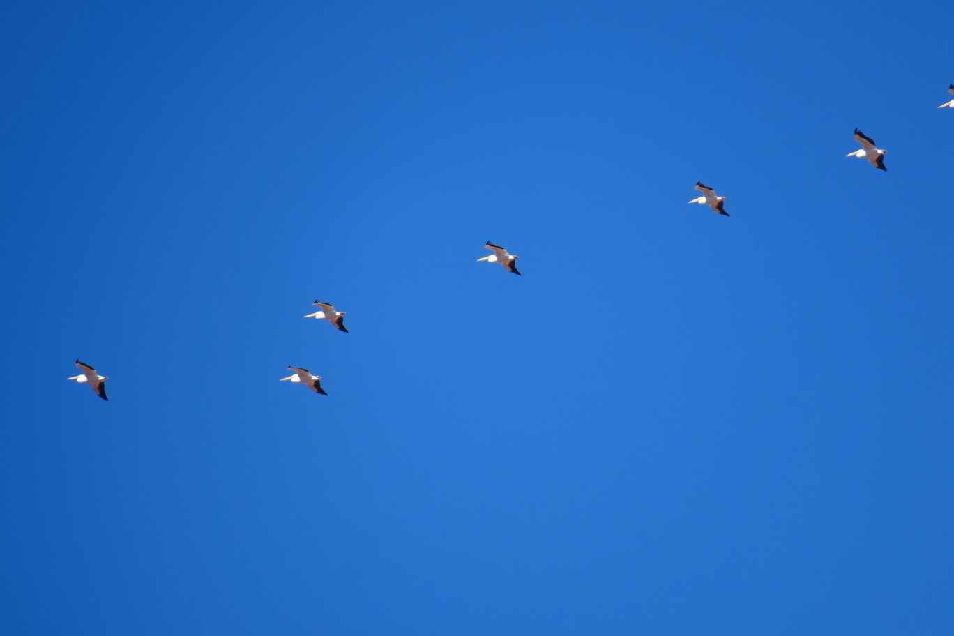 28-American_White_Pelicans_fly_overhead