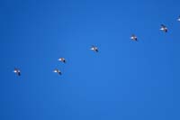 28-American_White_Pelicans_fly_overhead