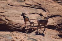 29-baby_sheep_reunited_with_family