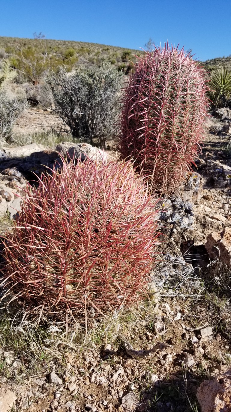 19-barrel_cacti