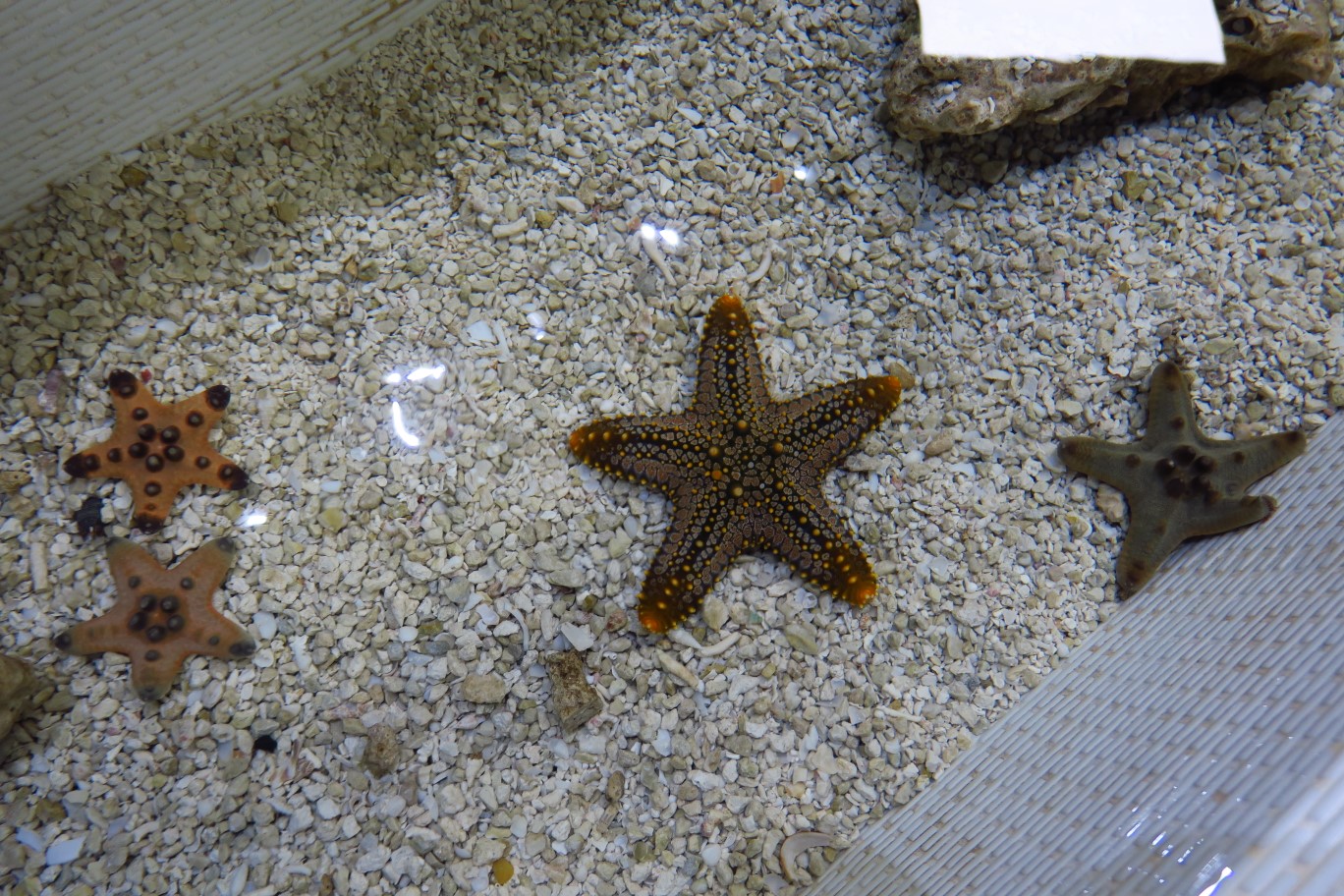 64-starfish