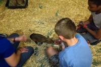 66-feeding_a_capybara-mammal_native_to_South_America-largest_living_rodent_in_the_world