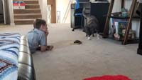 01-Kenny_watches_over_Rocky_as_Rainier_checks_out_the_turtle