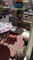 02-Rainier_loves_to_sit_outside_in_the_sun_on_the_balcany