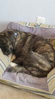 03-Rainier_looks_so_cute_with_his_tongue_sticking_out_sleeping_in_Kenny's_old_chair