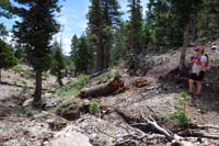 06-scenery_along_trail,nice_healthy_forest,minor_washout