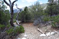 11-trail_junction-Daddy_later_hiked_and_mapped_out_the_entire_area-that_way_is_continuation_for_Upper_Showgirl