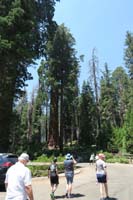 04-admiring_the_big_trees